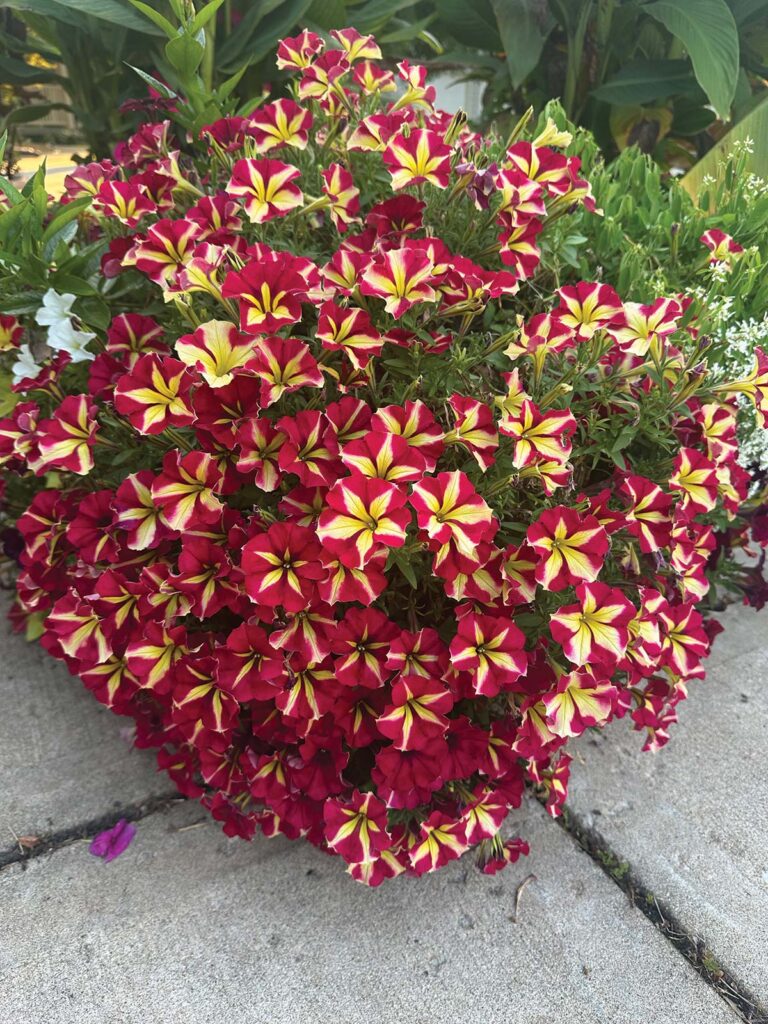 Petunia 'SlingShot Cherry Tartwheel' 