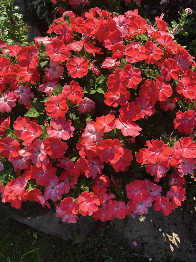 New guinea impatiens 'Sol Luna Prime Peach'