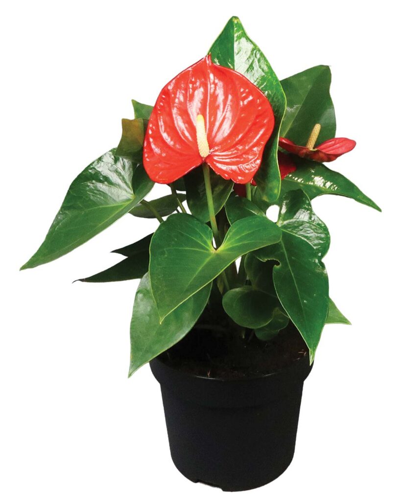 anthurium with shiny leaves