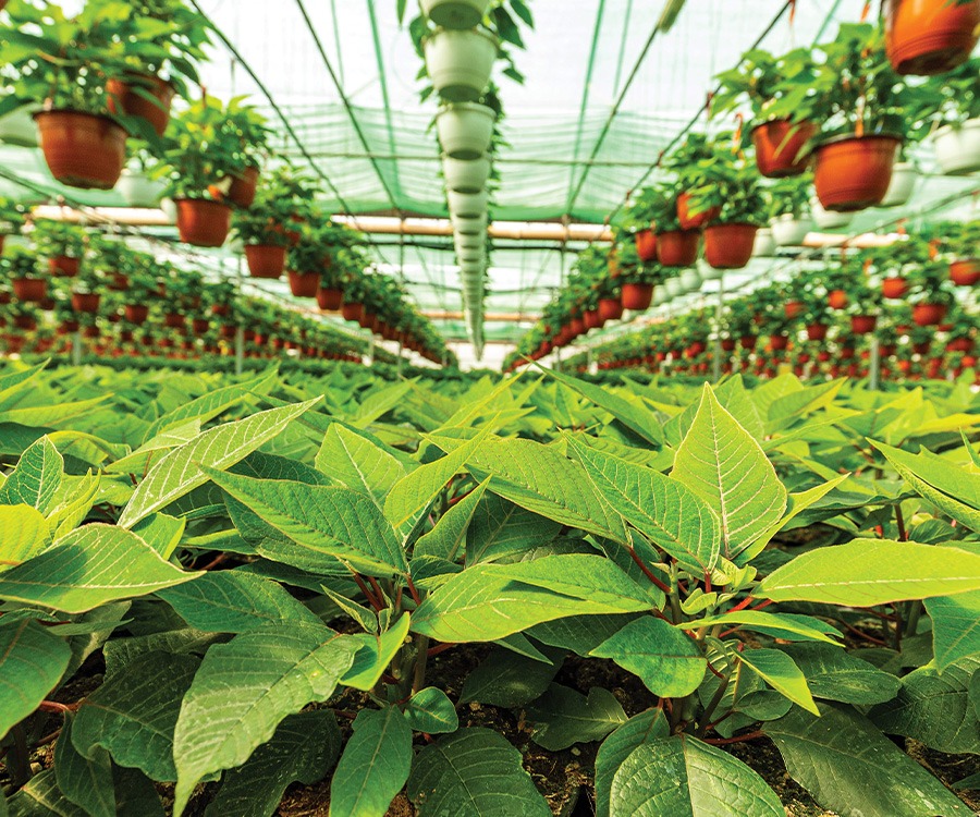 Biostimulant program improves early poinsettia rooting and survival