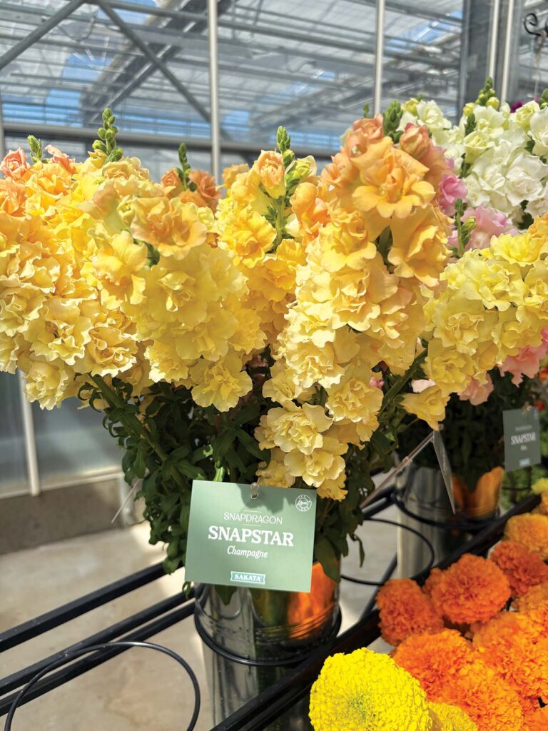 yellow snapdragon flowers