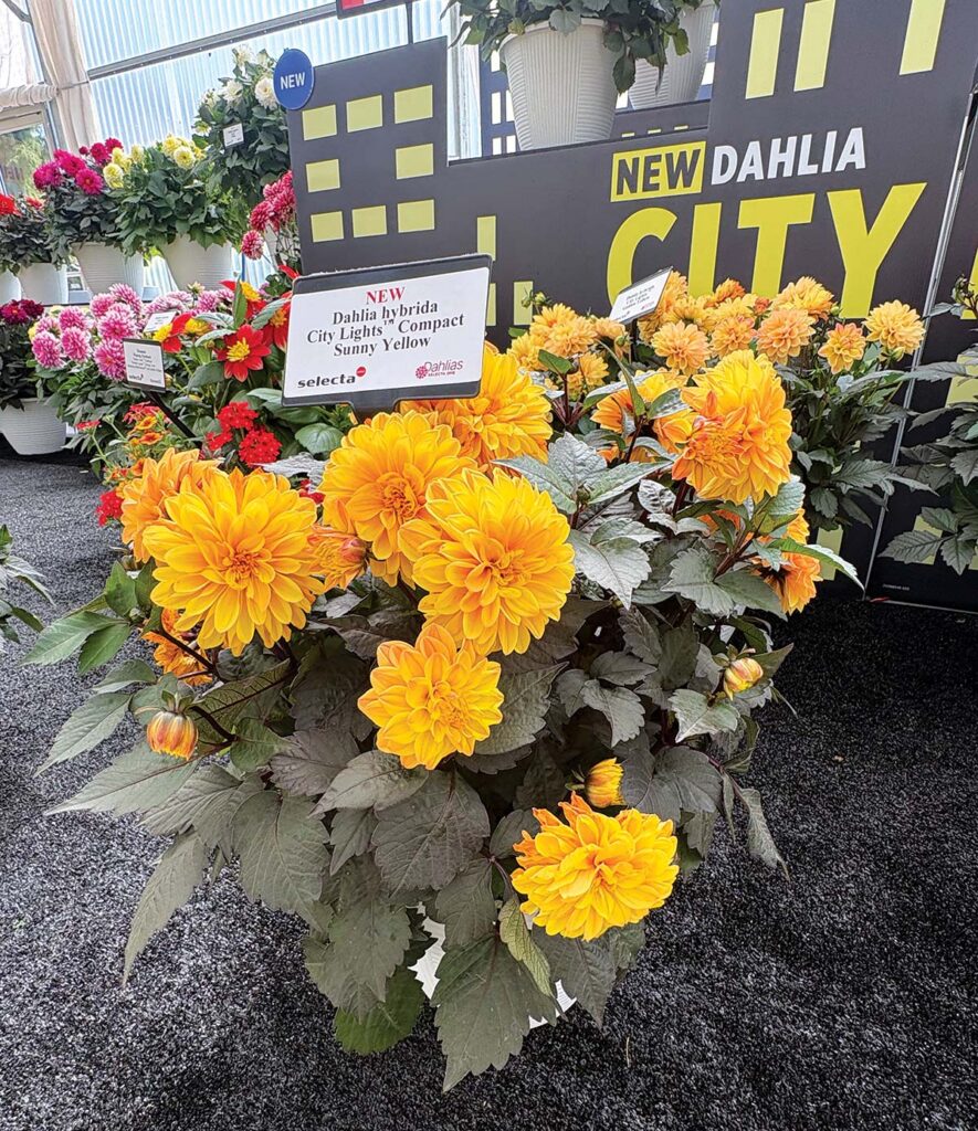yellow dahlia flowers