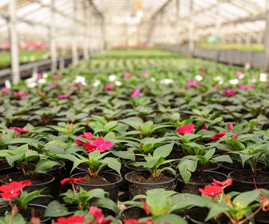 Straight Talk for Growers: Assessing seed trends for profitability