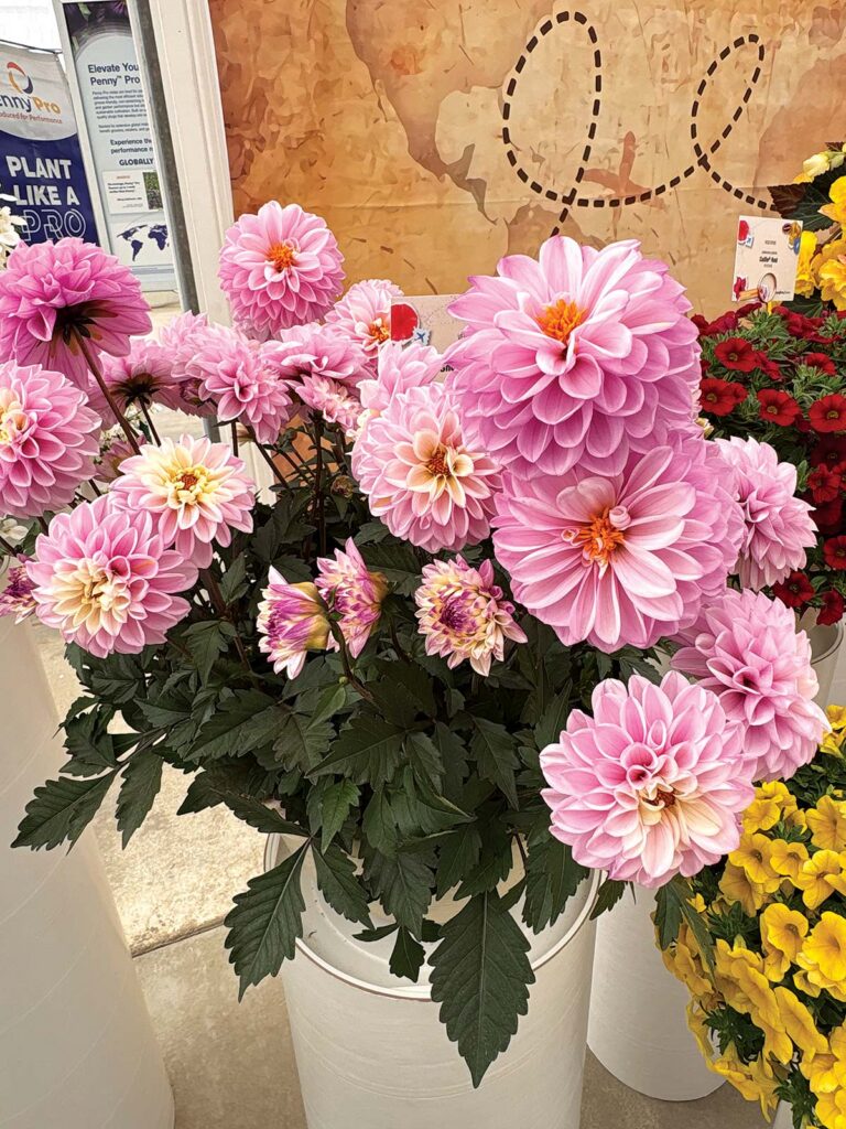 pink dahlia flowers 