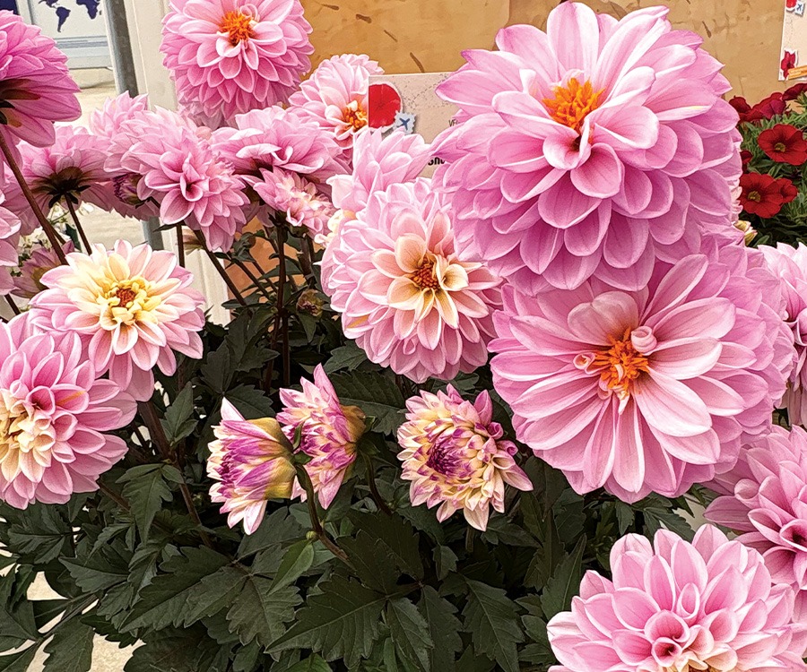 A cut above: Fresh picks for cut flower growers